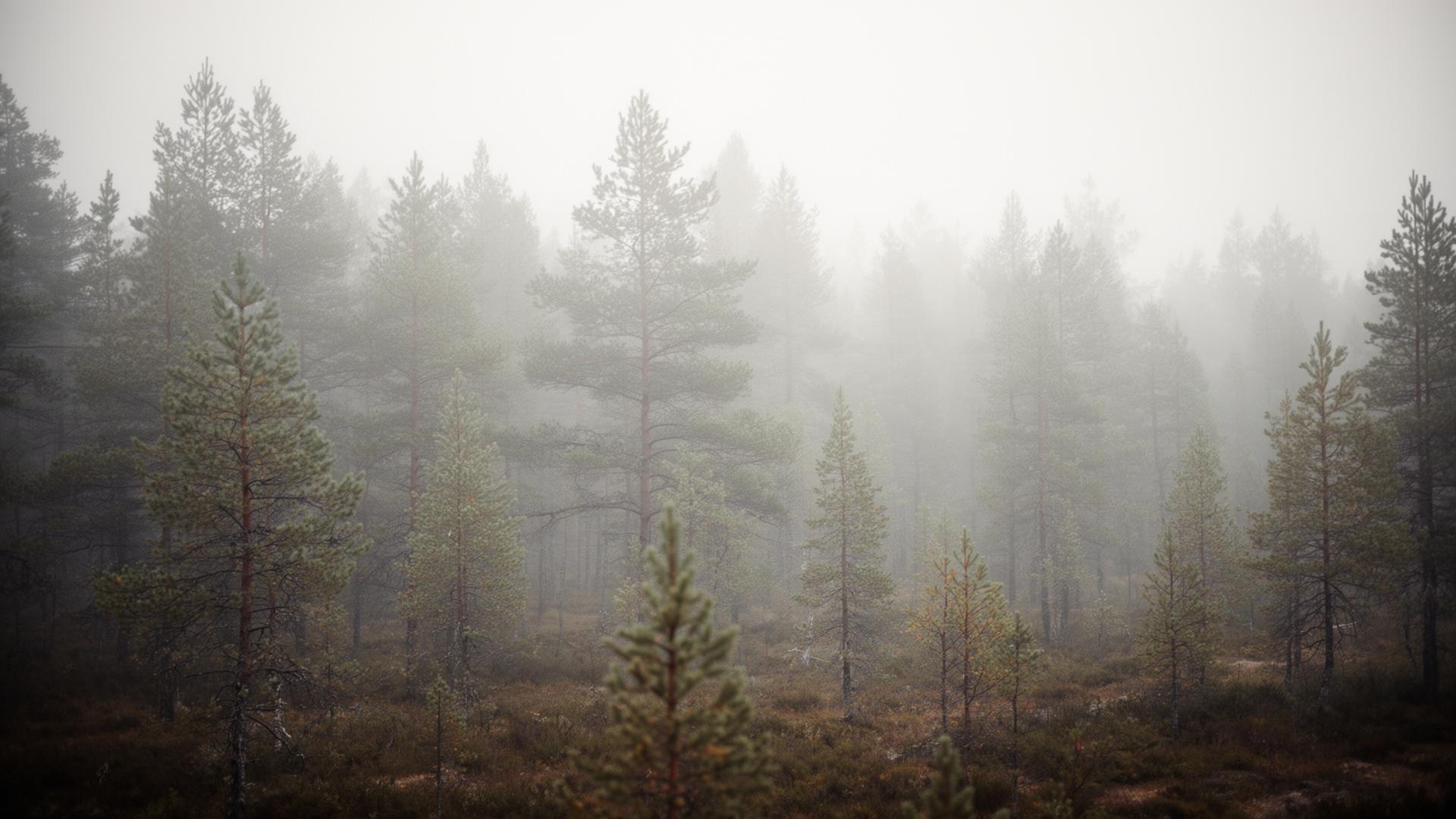 Dimmig nordisk skog i dämpade toner